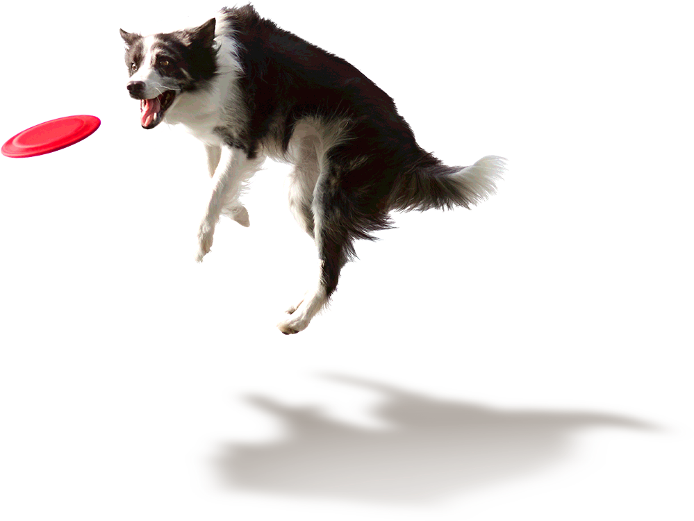 The Doggo Days Summer Clearance Sale – Here We Go Again Deluxe Resale ...